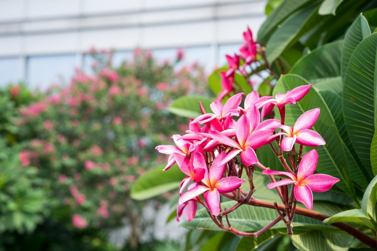 A bloom of pink flowers in a greenhouse.