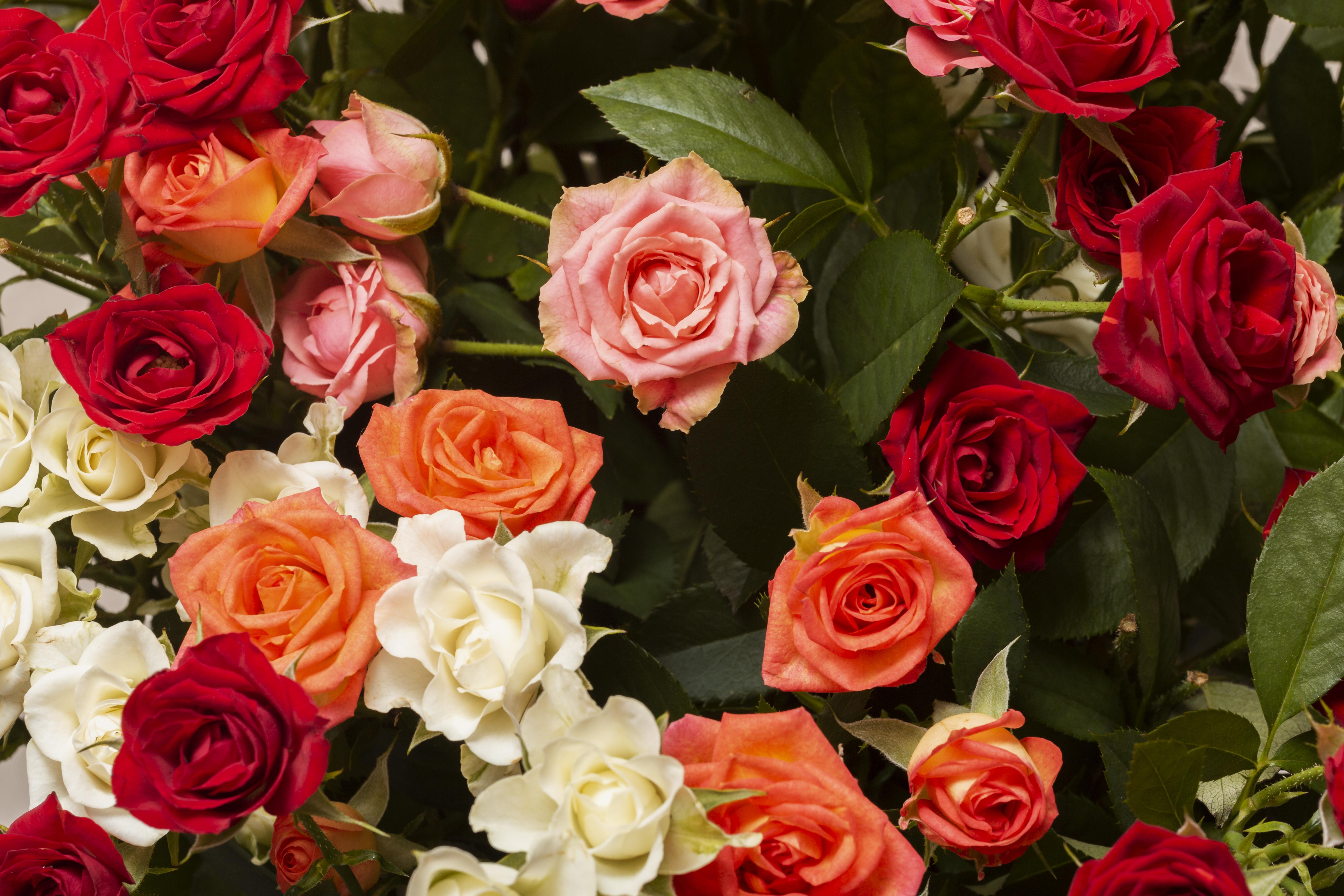 A bed of rose flowers in various colours.