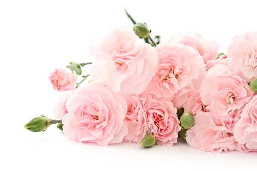 Blooming pink carnations. Depending on the colour, carnations carry different symbolisms.