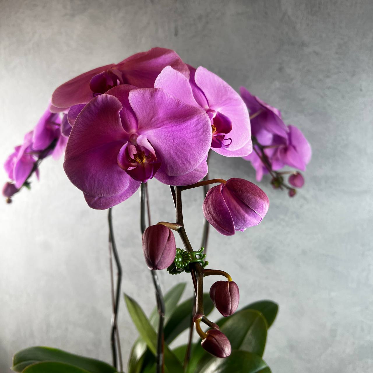 3 Stalks Artificial Potted Phalaenopsis