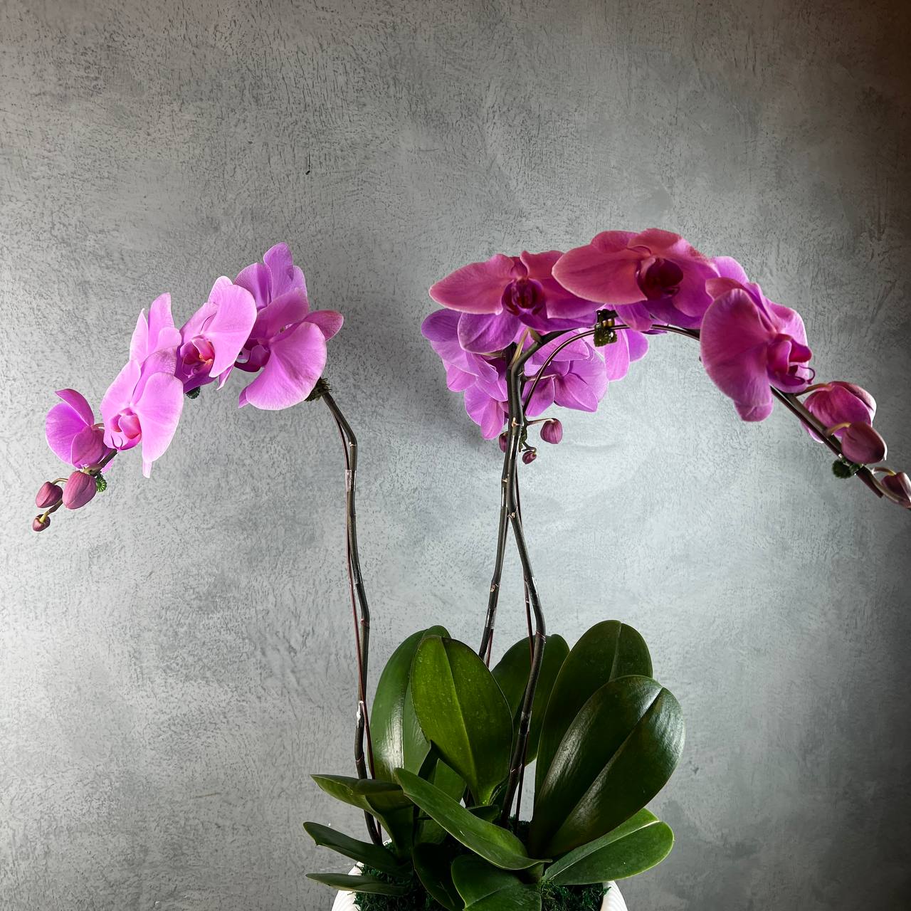 3 Stalks Artificial Potted Phalaenopsis