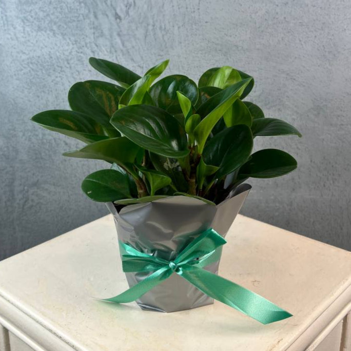 Peperomia