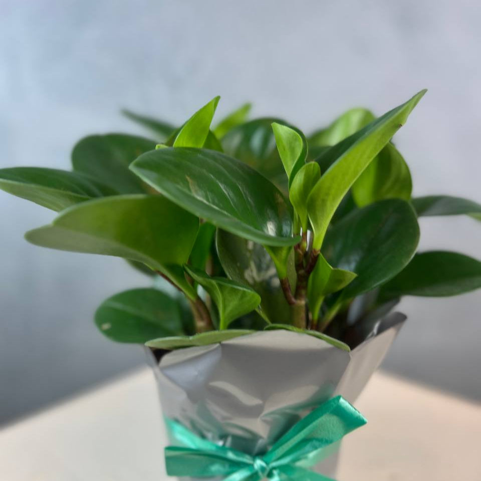 Peperomia
