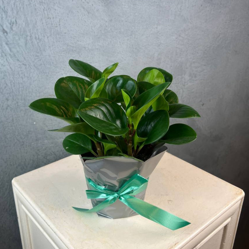 Peperomia