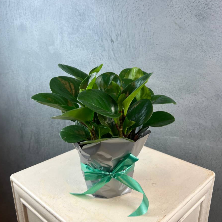 Peperomia