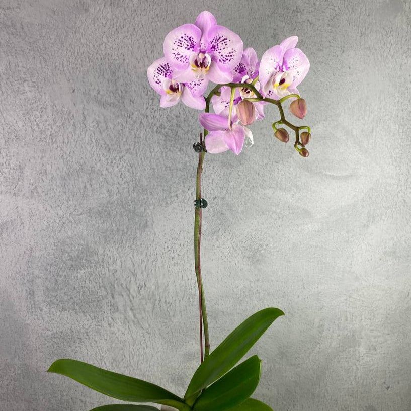 Potted Phalaenopsis Orchid (1 Stalk)