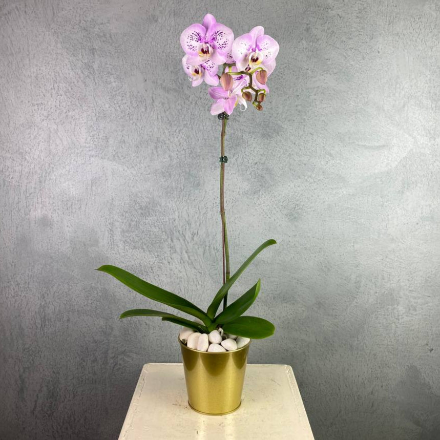 Potted Phalaenopsis Orchid (1 Stalk)