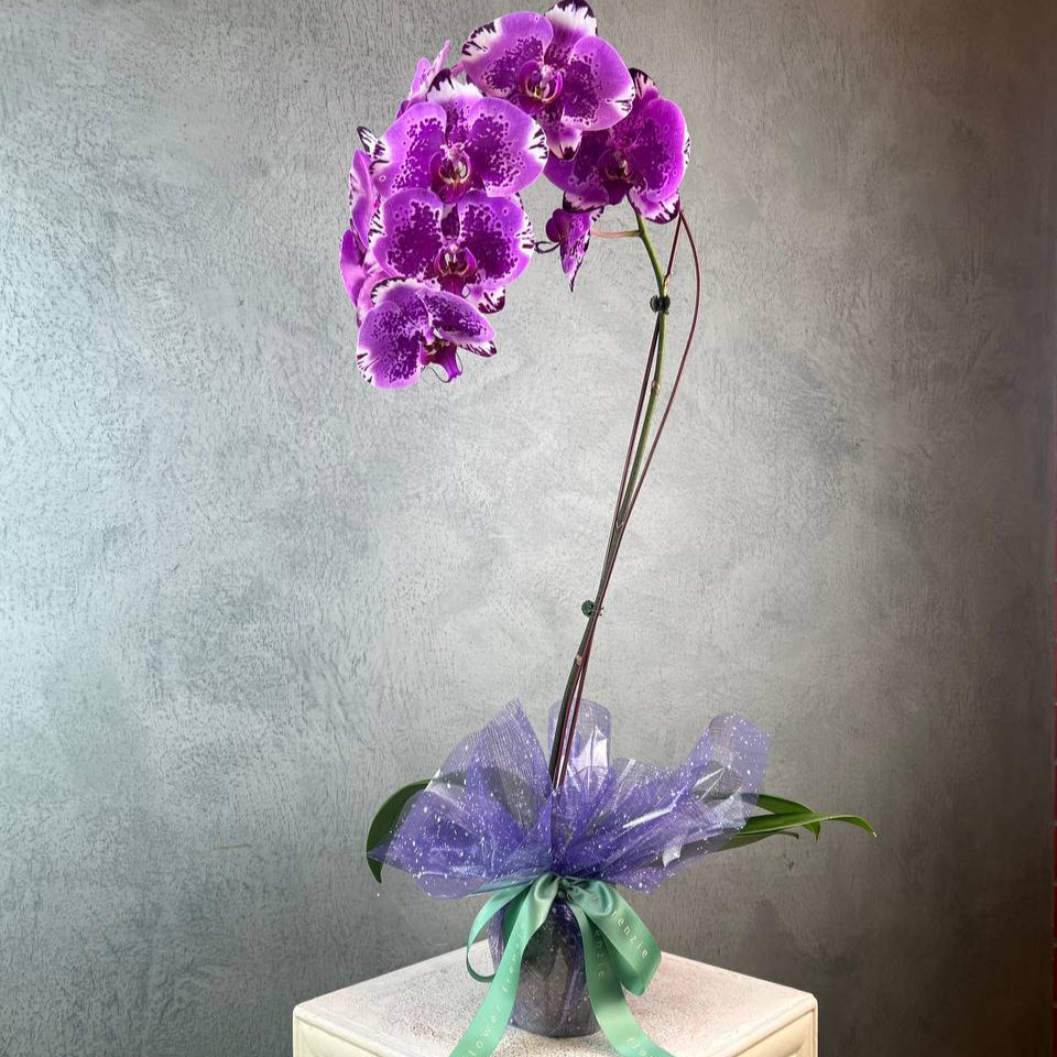 Potted Phalaenopsis Orchid (1 Stalk)