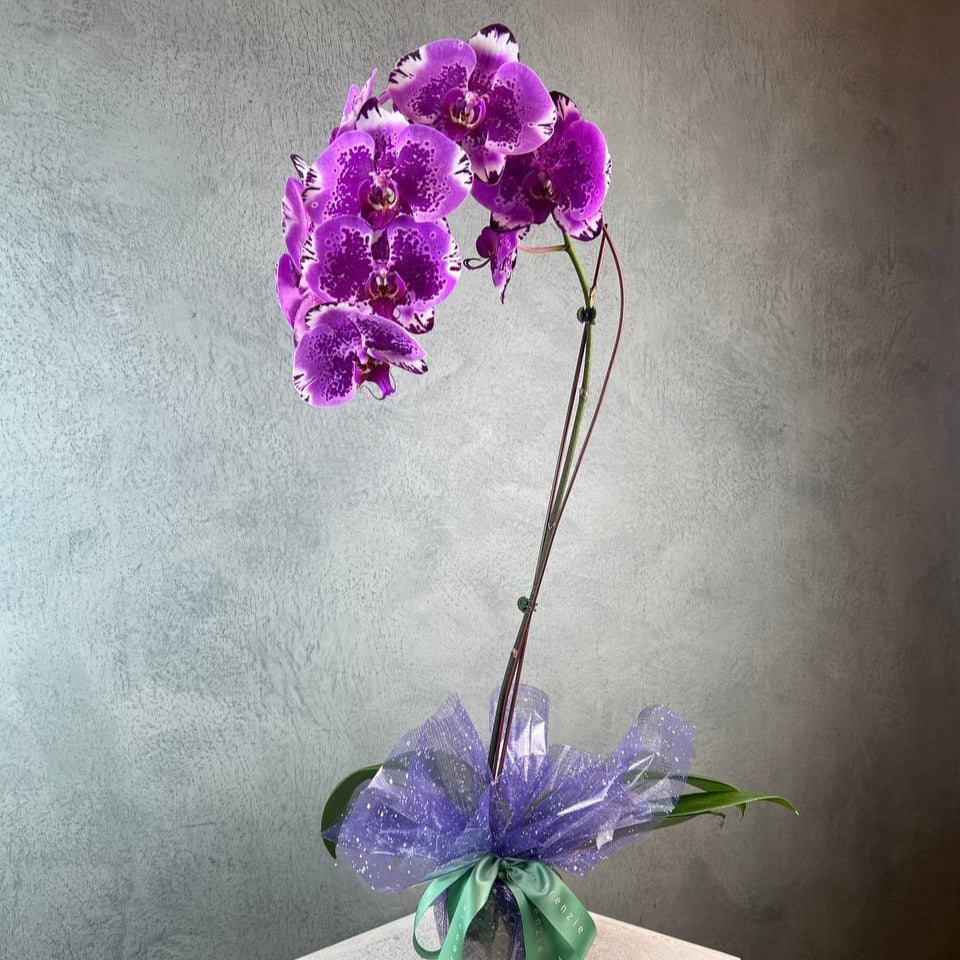 Potted Phalaenopsis Orchid (1 Stalk)