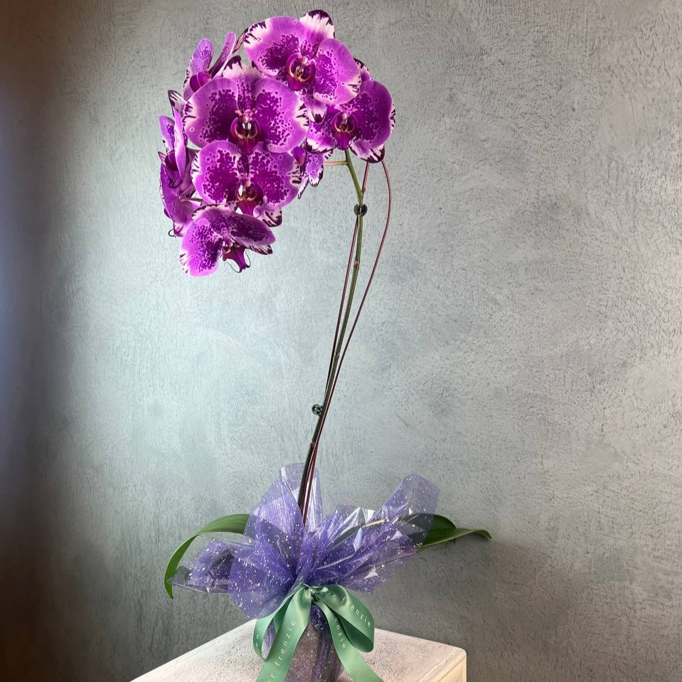 Potted Phalaenopsis Orchid (1 Stalk)