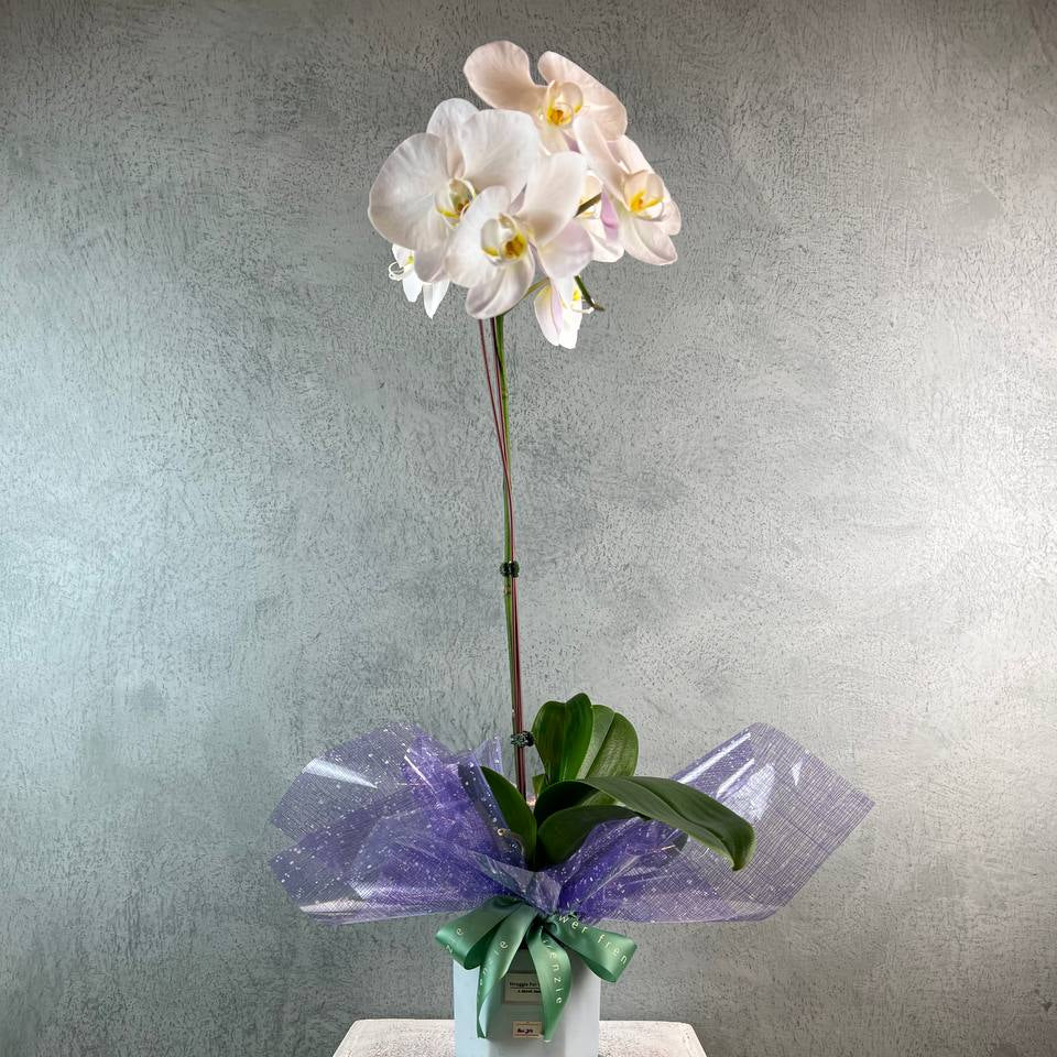 Potted Phalaenopsis Orchid (1 Stalk)