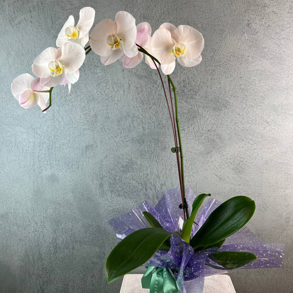Potted Phalaenopsis Orchid (1 Stalk)