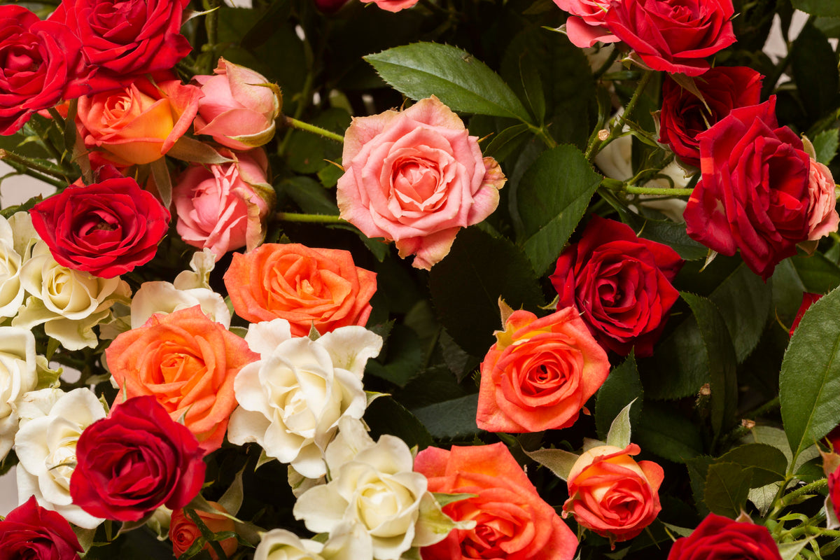 Roses 101: Types, Meanings & Care Tips You Should Know