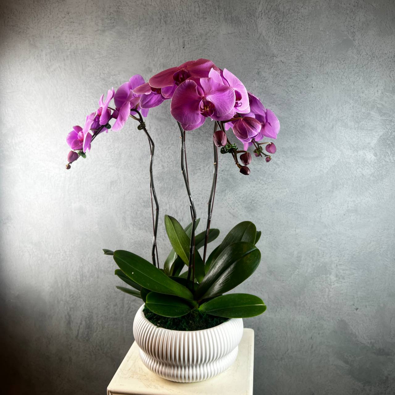 3 Stalks Artificial Potted Phalaenopsis
