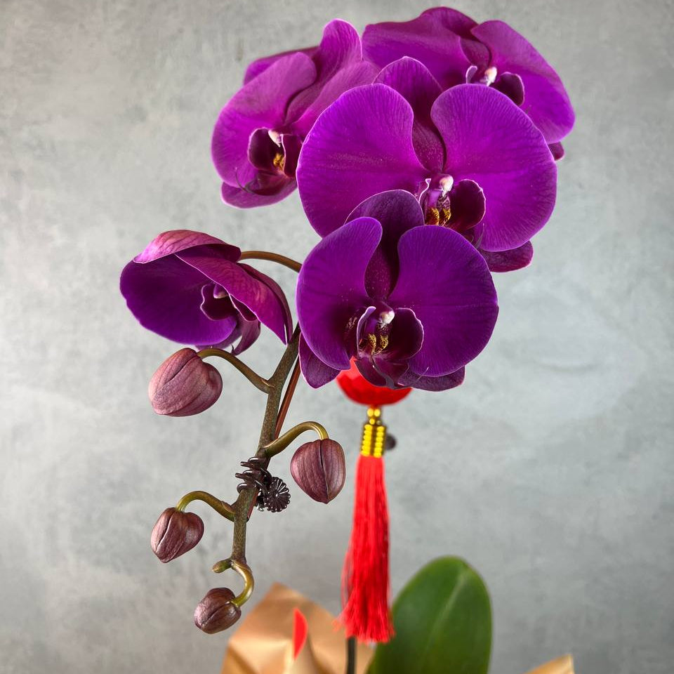 Phalaenopsis Orchid 1 Stalk