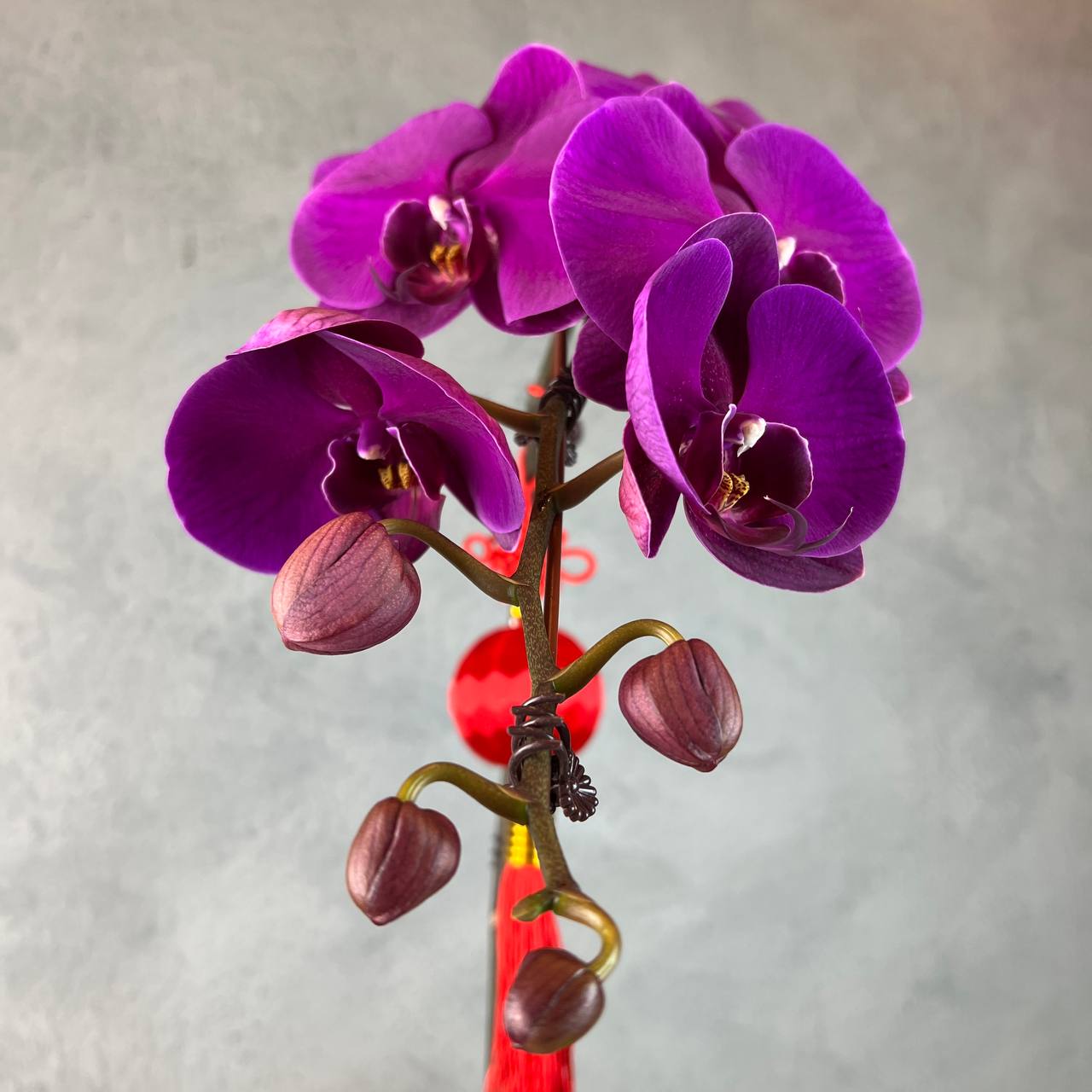 Phalaenopsis Orchid 1 Stalk