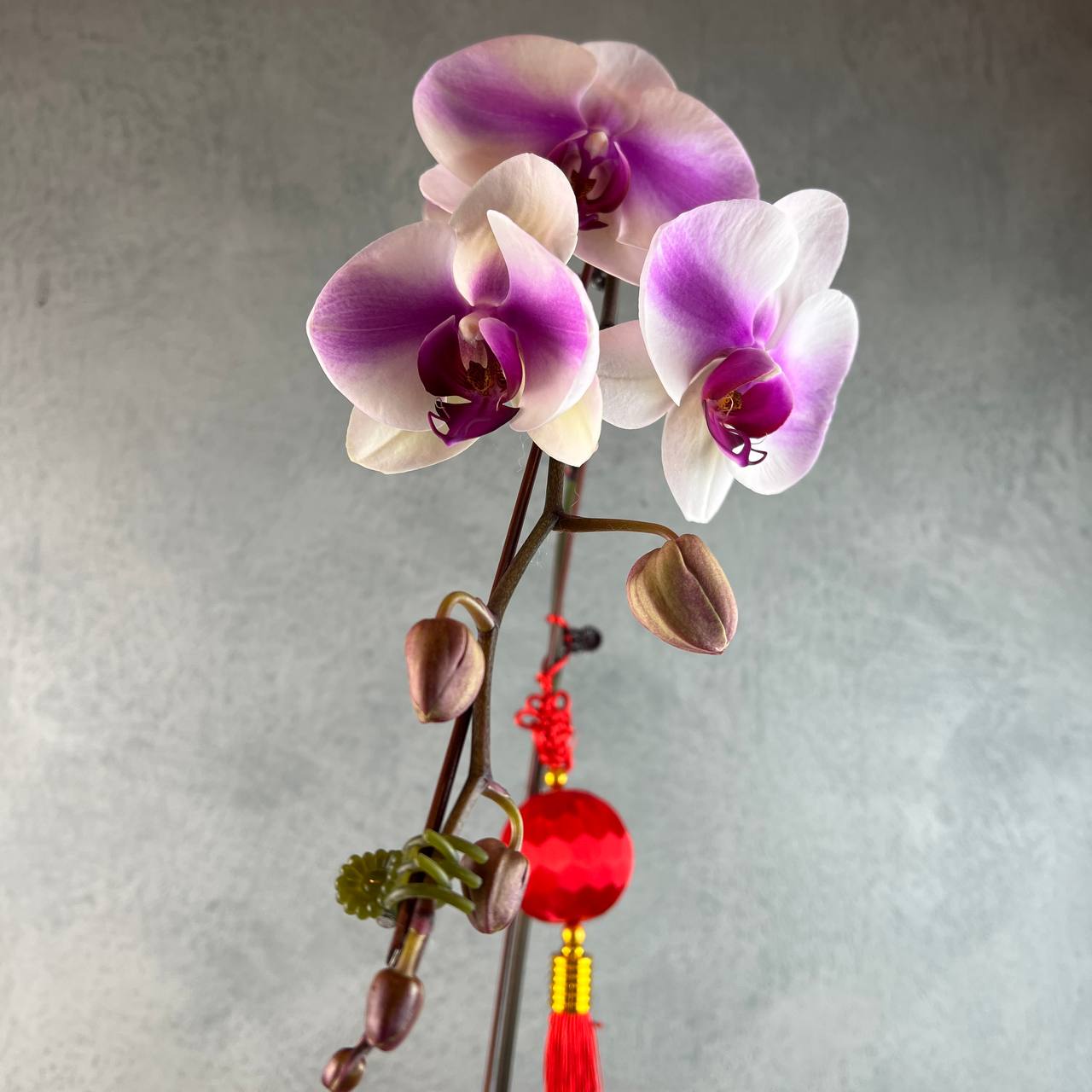 Phalaenopsis Orchid 1 Stalk