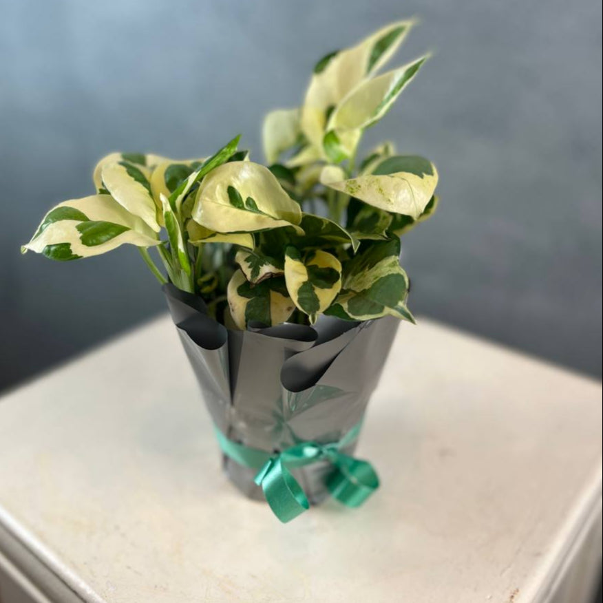 Money Plant