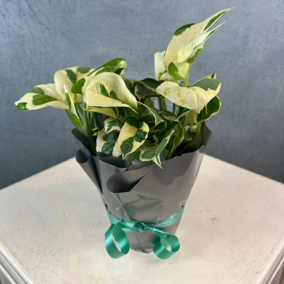 Money Plant