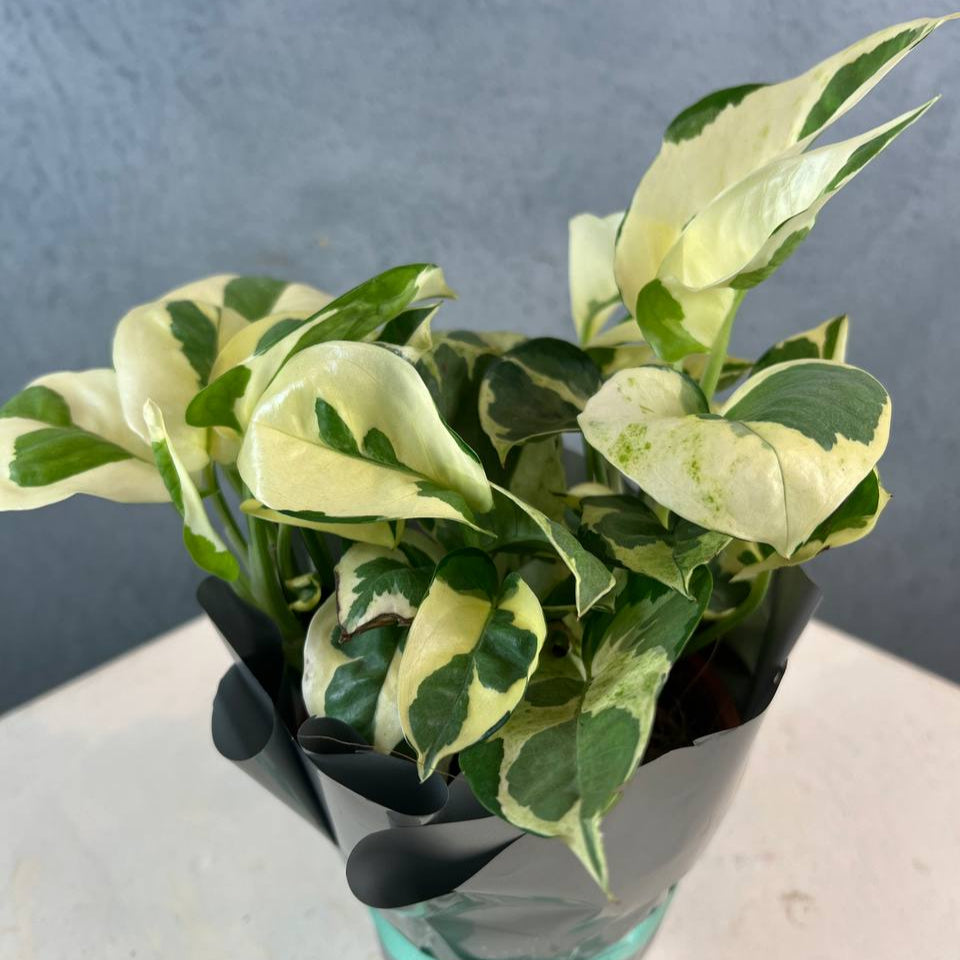 Money Plant