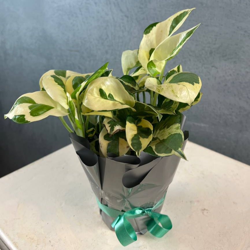 Money Plant