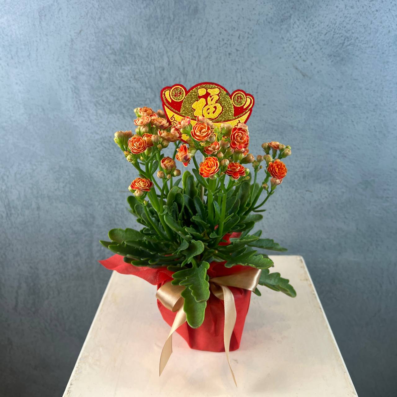 Orange Kalanchoe