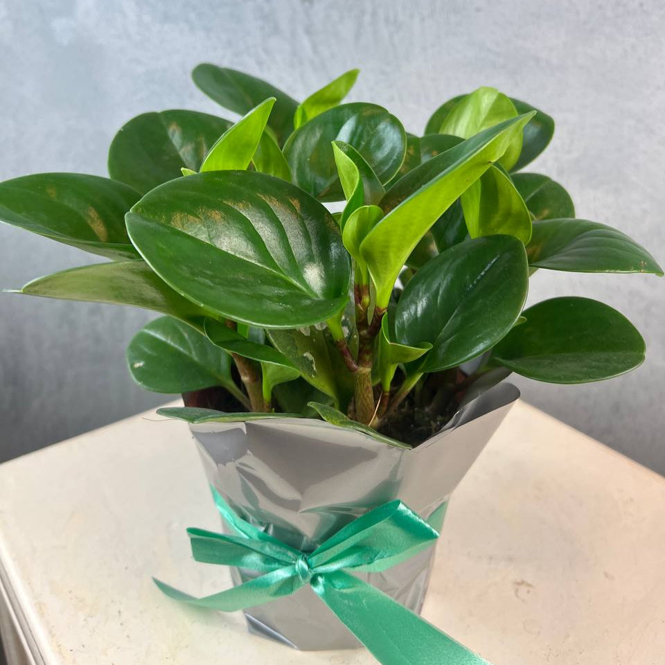 Peperomia