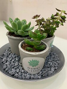 Cactus and Succulents Plate (Pre-Order)