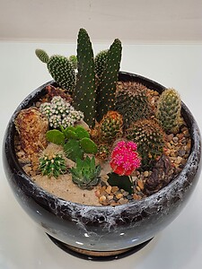 Marble Pot Cactus Garden (Pre-Order)