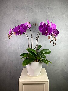 Potted Phalaenopsis Orchids (Pre-Order)