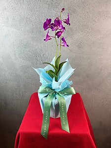 1 Stalk Dendrobium Orchid (Pre-Order)