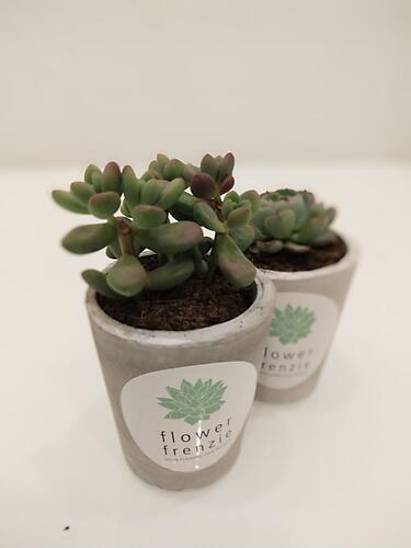 Mini Cactus & Succulents (Pre-Order)