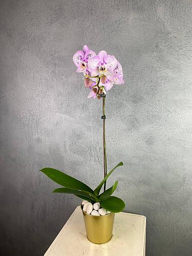 1 Stalk Phalaenopsis Orchid (Pre-Order)