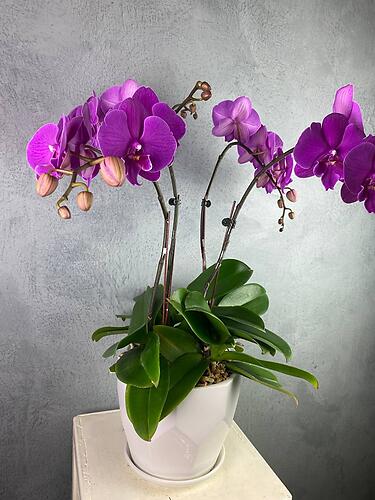Potted Phalaenopsis Orchids (Pre-Order)