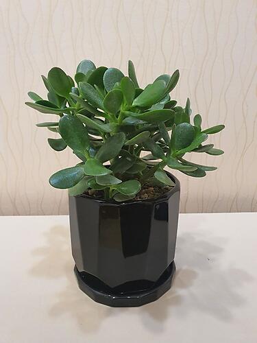 Black Pot Jade Plant (Pre-Order)